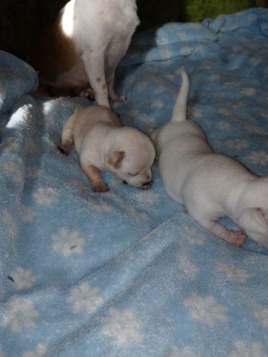 Puppies for Sale