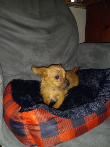 Tiny male chorkie