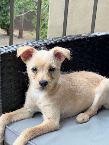 5 Month Yorkie/Chihuahua For Sale