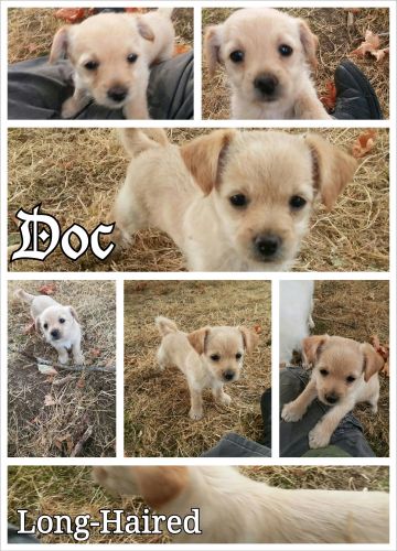 Adorable 8wk Chorkies