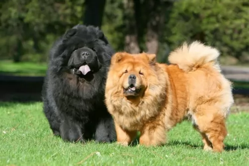 chow chow dogs - caring