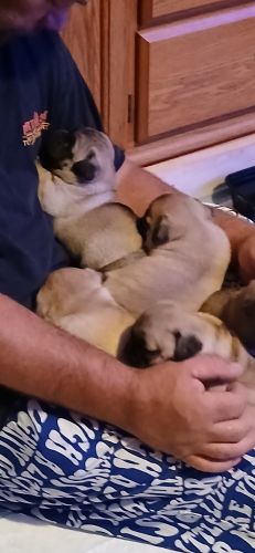 Chug puppies available