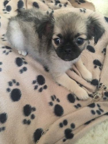 4 Beautiful Boys. Chug Puppys