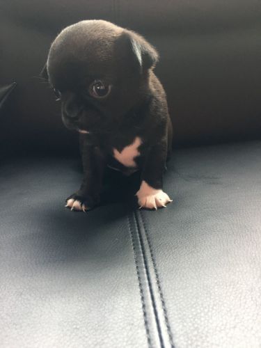 Nice Chug Puppies for sale