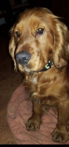 Gorgeous Cocker Spaniel Boy,text on ***