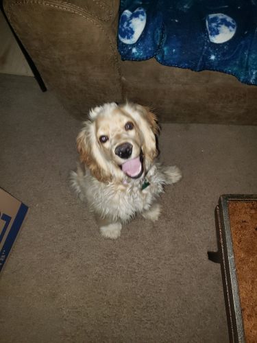 Cocker spaniel puppy birthday 07/04/90 registered