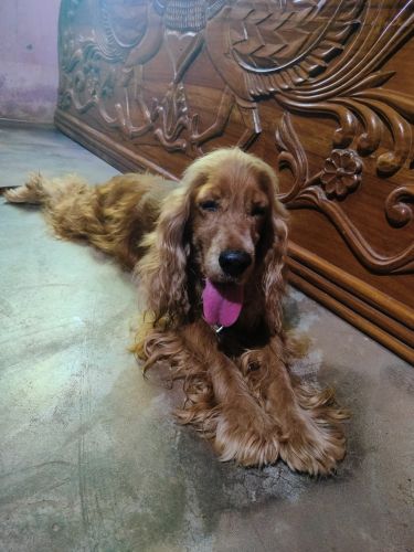 I want to sell my four month cock spaniel puppy