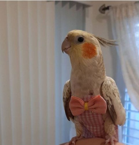 Lola 1year and a half