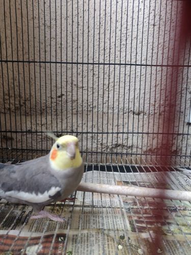 1.5 year old cockatiel pair