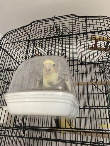 Yellow male cockatiel