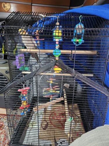 Looking for new master for Max (Cockatail Bird name)