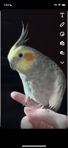 cockatiel for sale + cage