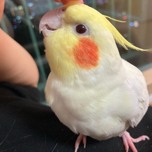 Beautiful Female Cocktail Parrot For Sale.