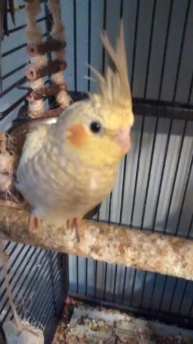 Pet quality cockatiels babies