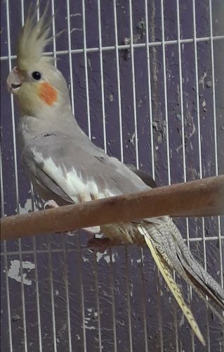 Cinnamon cockatiel