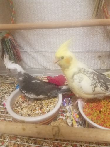 Hand fed sweet cockatiels