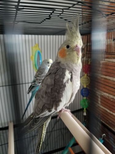 Cockatiel Rehoming