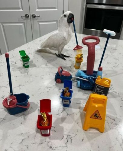 Healthy Umbrella cockatoo