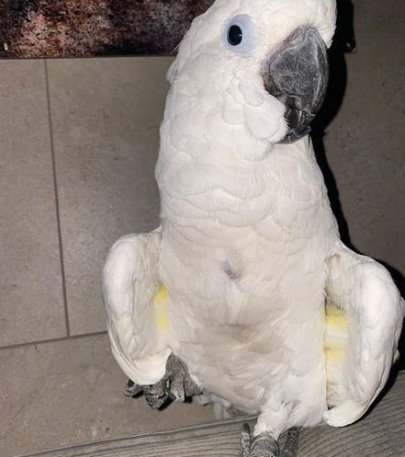 Dna umbrella cockatoo