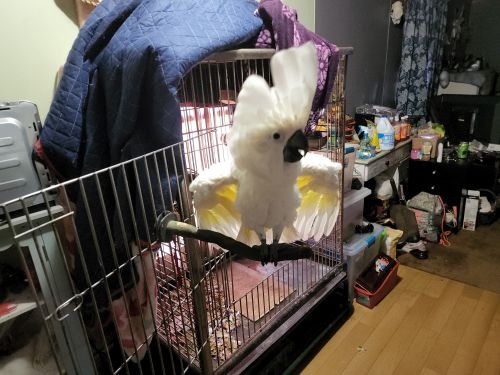 Umbrella Cockatoo