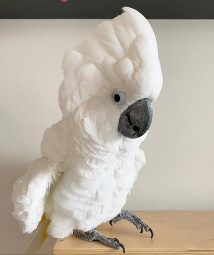 Umbrella cockatoo,sulphur crested cockatoo,white head cockatoo