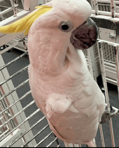 Cockatoo parrot