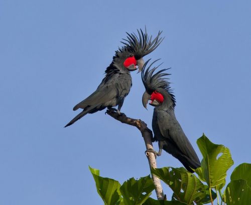 Beautiful Black Palm Cockatoo Parrots Available