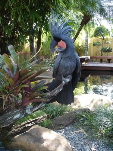 beautiful cockatoo parrots available