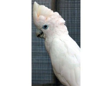 Cockatoo Ducorps