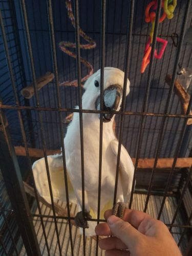 Cockatoo for sale
