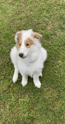 ADORABLE White Rough Collie