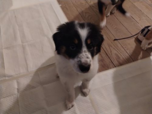 Collie/Border Collie mix