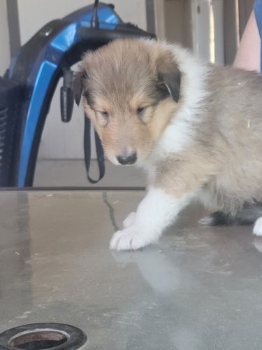 AKC CERTIFIED COLLIES