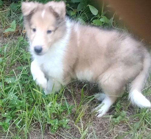 Collie puppies available