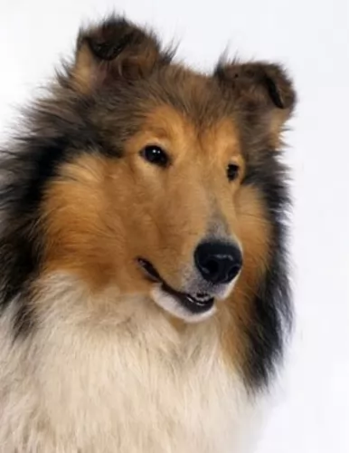 collie dog - characteristics
