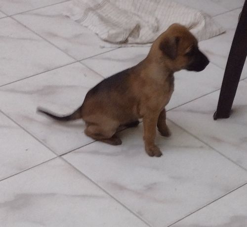 Selling my female combai dog