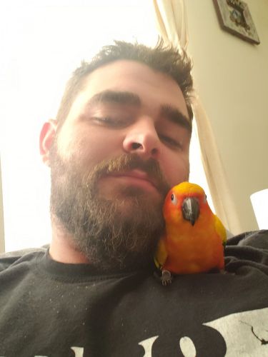 Sun conure with cage well trained