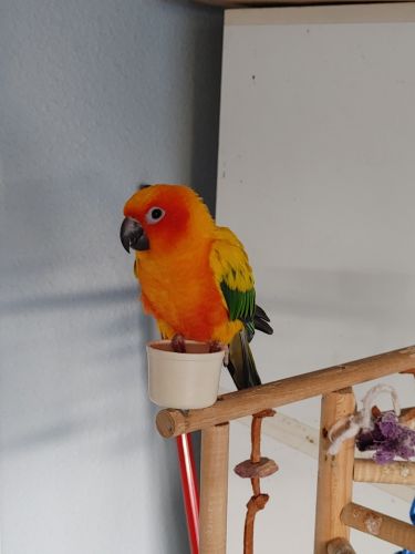 Sun Conure