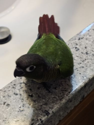 green cheek conure