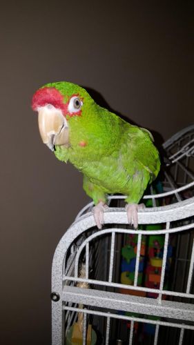 Mitered conure