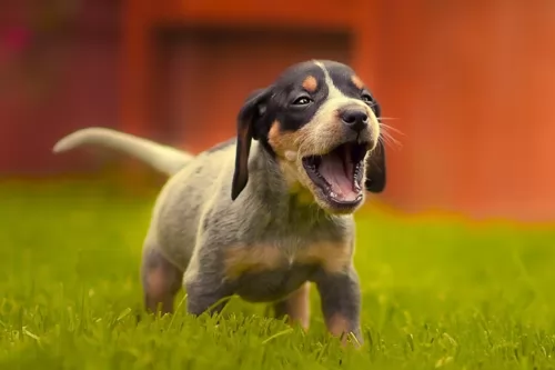 coonhound puppy - description