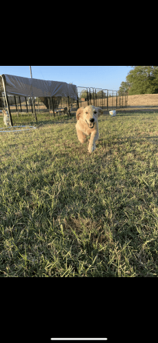 Golden Retriever and Corgi