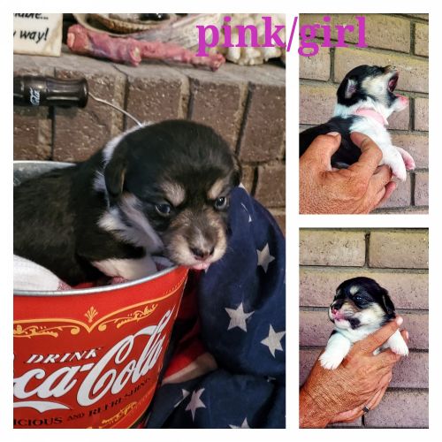 Akc registered tri color corgi puppies