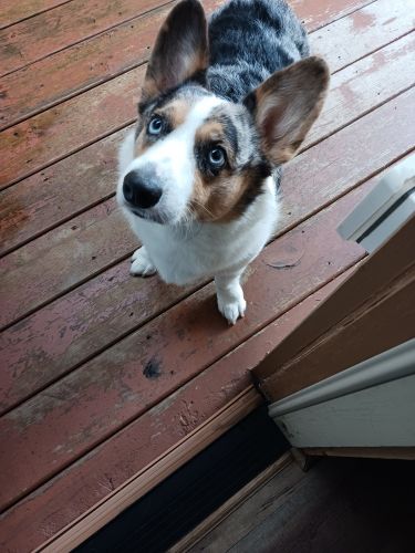 Male corgi blue merle