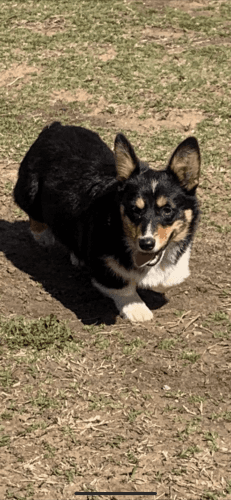 Akc reg corgi female