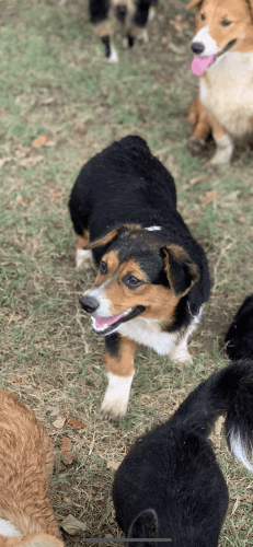 Pembroke welsh corgi female