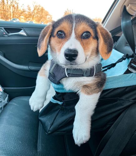 Corgi Puppies for sale in Norfolk, VA, USA. price: $850