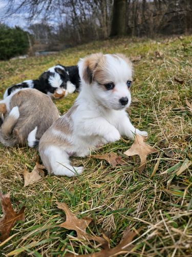 4 puppies corgi/poodle mix!!!