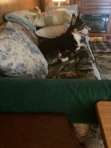 Beautiful spayed, shots und ,chipped,loving