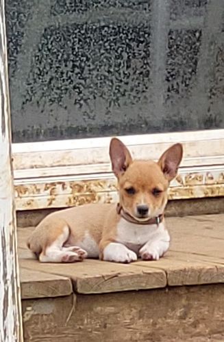 Corgi Puppies for sale in Albion, MI 49224, USA. price: $200